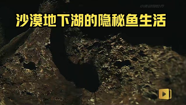 沙漠里的鱼 地下湖里与世隔绝的鱼