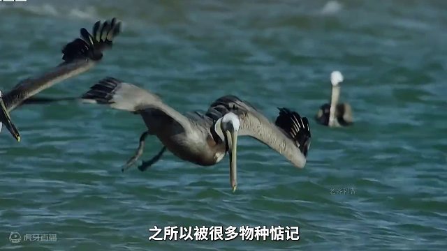 这个生来就是要被吃掉的物种，竟是我们常吃的#小鱼仔 #香辣小鱼仔 #劲仔 #鳀鱼 #小鱼干