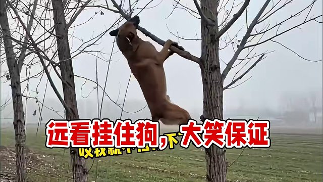 远看有颗树，近看狗挂住