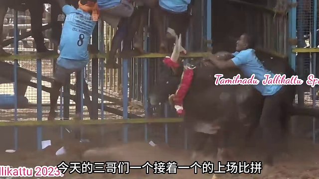 印度极限斗牛挑战，稍一失误就是全村吃席