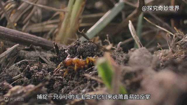 最危险的地方往往最安全，大蓝蝶毛毛虫混入敌军蚁群，三次成功伪装，完成蜕变