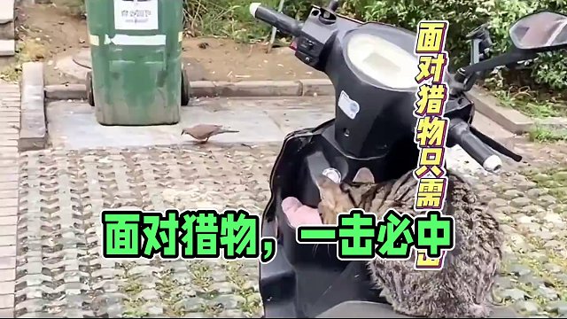 面对猎物，只需一击