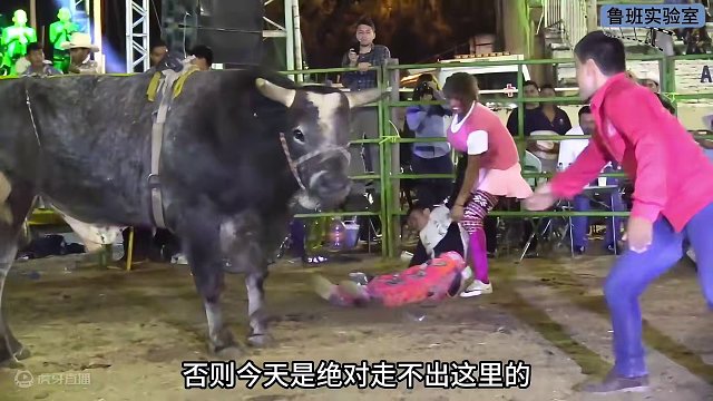 危险性极高的骑牛挑战，挑战者直接被狂牛摔晕在地，生死不明。