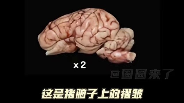 考拉能活到现在真的是奇迹！#考拉