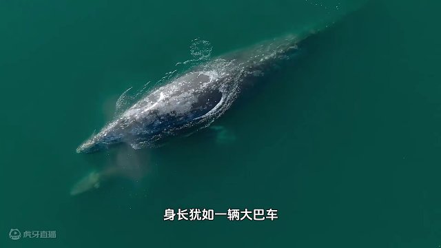 母爱是跨越物种，无私奉献的伟大力量，灰鲸妈妈演绎一场史诗级别的壮举（1）