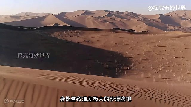 生活在沙漠里的沙猫，被称为“沙漠小霸王”，颜值可爱呆萌，却不适合圈养