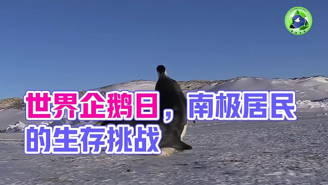 世界企鹅日 南极居民的消融家园