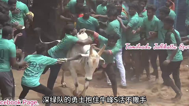 恐怖的斗牛挑战，谁能降服狂牛，奖金高达百万