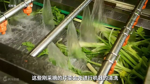 她为了给男友制作#芹菜汁 ，竟然直接开了一家加工厂#果蔬汁 #制作过程 #科普 #饮品