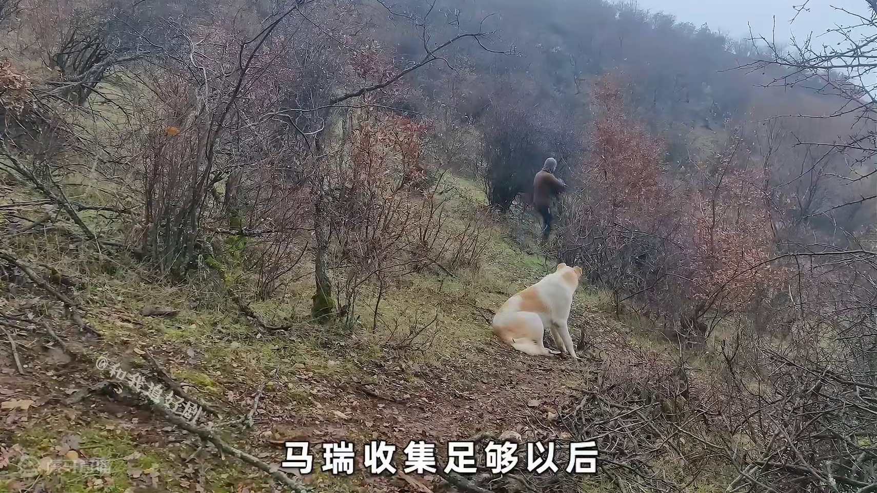 怎么最有效率的建造庇护所