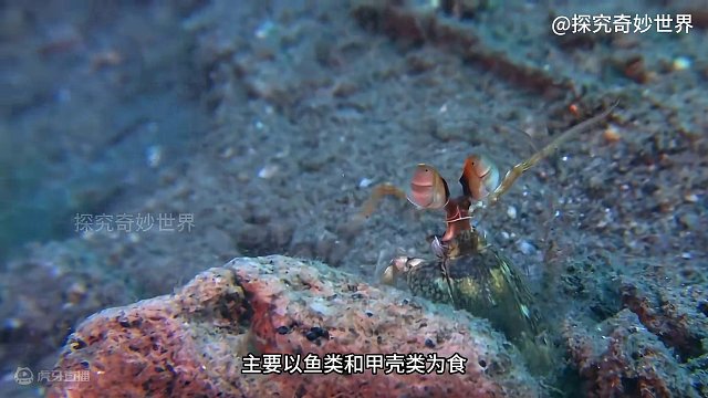 凶残的海鳝竟然不吃送到嘴边的虾？獴群甘愿为疣猪当清洁工？自然界神奇的动物联盟，随处可见