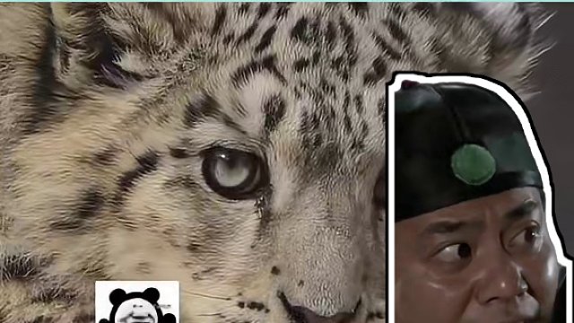 把孩子扔给爷爷奶奶带 能让爷爷奶奶长寿 #雪豹  #西宁野生动物园  #可爱