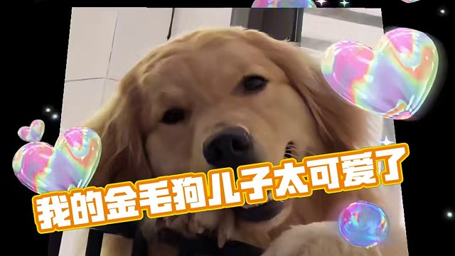 天杀的！这就不能是我的修狗嘛#金毛 #可爱到爆炸 #萌宠 #娱乐超有料