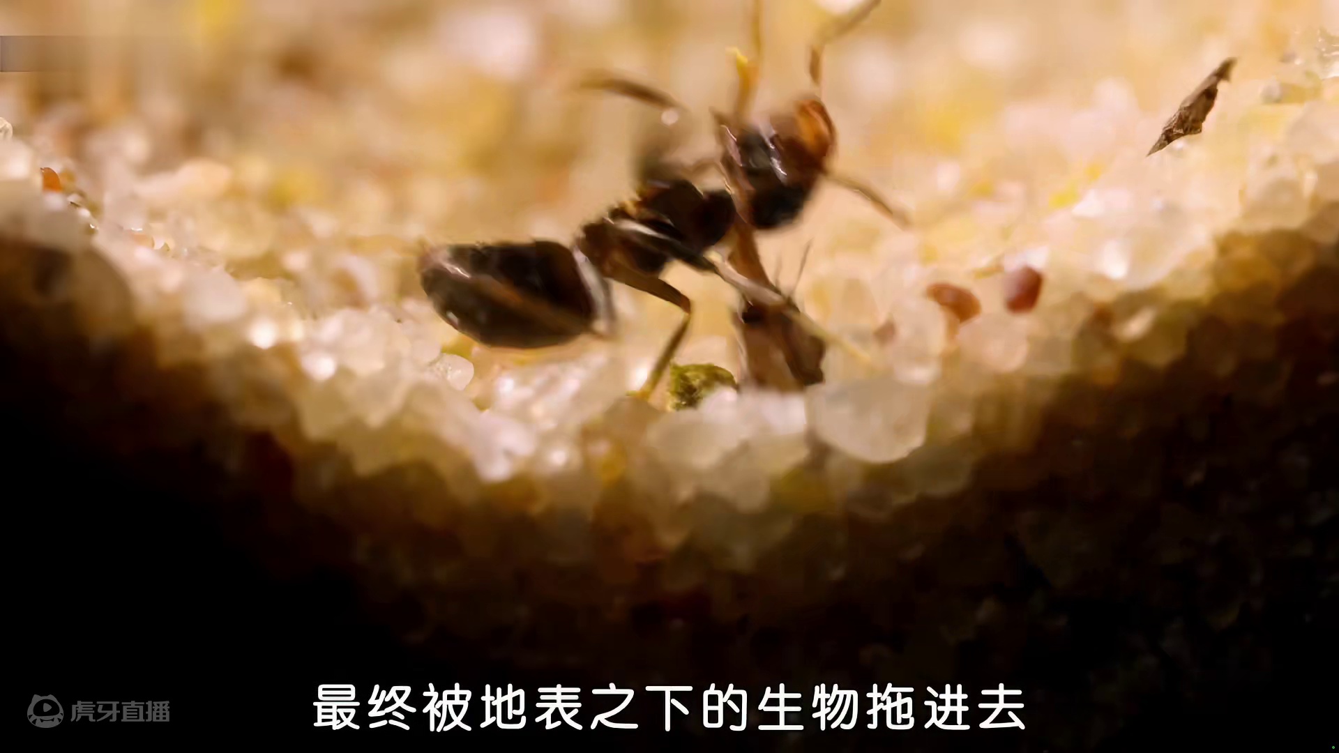 悲催的一(蚁)生，任人欺，任人辱~