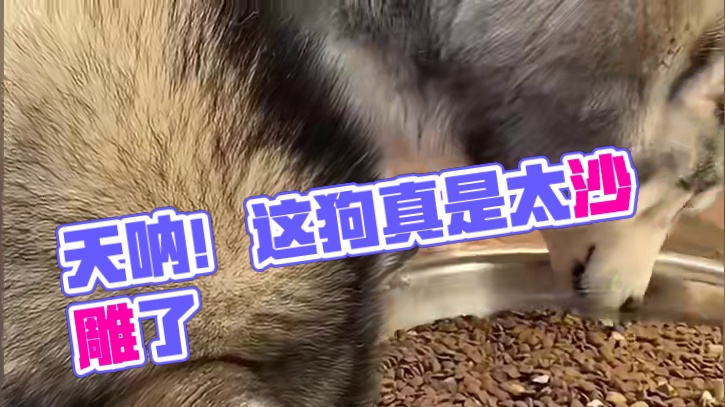 11. 【沙雕动物盘点】天呐！这狗有反骨！