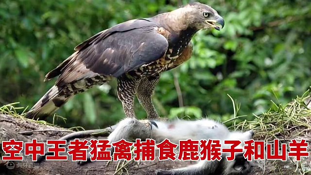 猛禽类是顶级的掠食性动物，抓起猴子鹿山羊甚至是毒蛇都不在话下