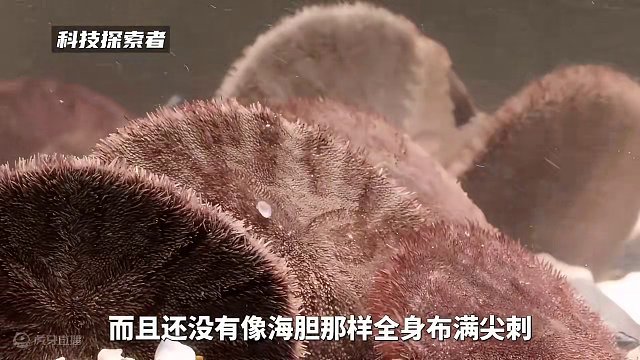 真正的“沙币”原来长这样！ #沙币