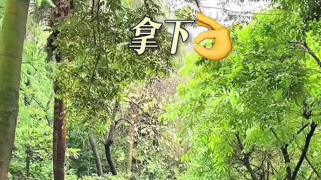 小小白云山拿下！ #爬山 #拍照