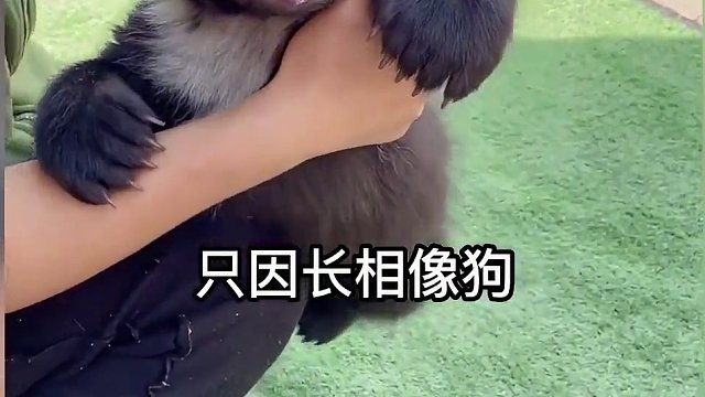 我这么呆萌可爱，偷个袈裟不过分吧？！哈哈！