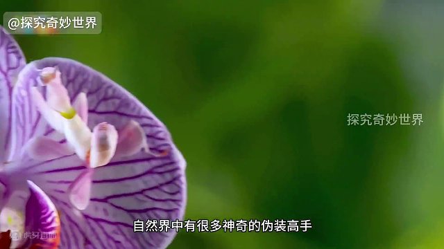 兰花螳螂，螳螂目中最美丽最娇艳的拟态伪装杀手，可惜“红颜薄命”，活不过一年