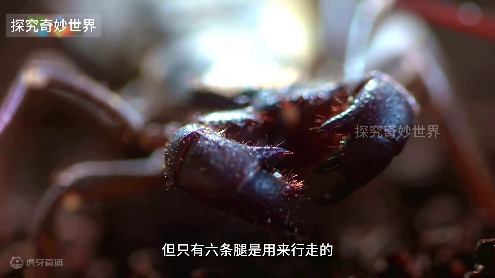 既像蝎子又像蜘蛛的鞭尾蝎，是蝎子的近亲却属于蛛形纲，无毒无刺