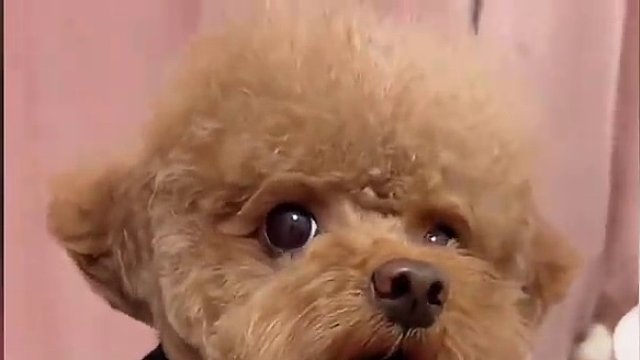 12. 【沙雕动物盘点】人类，您能不能有一点边界感？