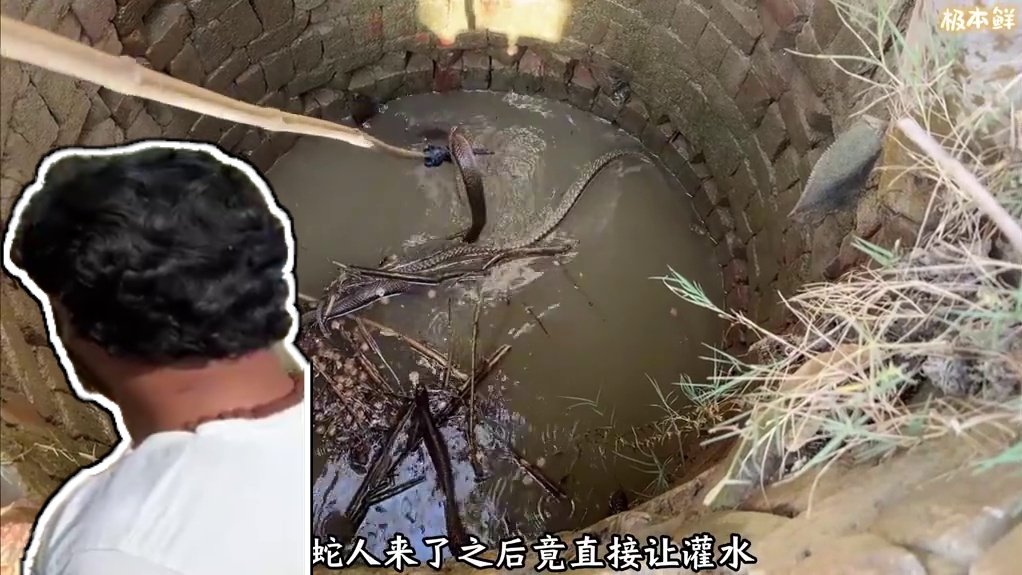 印度乡村的夺命古井，成了恐怖蛇窝，地表最强捕蛇人竟要灌水 #野外生存 #蛇