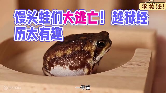 沉浸式养馒头蛙，小馒头蛙们上演了一场越狱经历，太好玩太有趣了