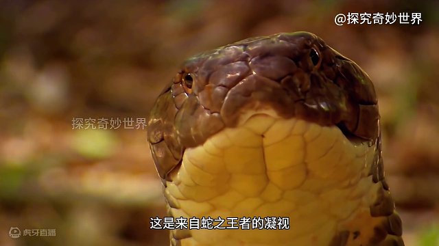 蛇界大魔王，毒蛇中的王者，世界最大毒蛇眼镜王蛇，综合致死率高达65%，是所有毒蛇中致命率最高、致死时间最快的蛇