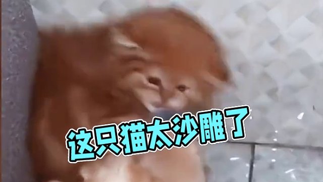 13. 【沙雕动物盘点】家人们，这猫正常吗？