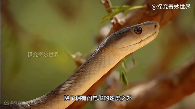 非洲最大最致命的毒蛇，死神黑曼巴蛇，跑起来竟然比人还要快？！