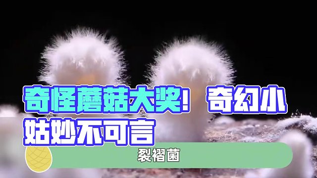 奇奇怪怪蘑菇大赏 #娱乐评论大赏 #万万想不到 #蘑菇