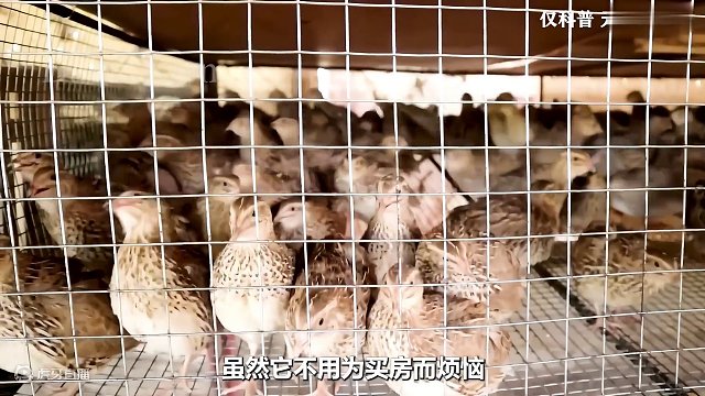 真没想到鹌鹑的一生竟然这么悲惨#鹌鹑 #鹌鹑蛋 #制作过程 #三只松鼠鹌鹑蛋现在到手63个 #科普