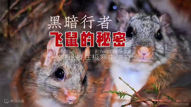 飞鼠的秘密，黑暗行者，一身绝技在极寒中生存