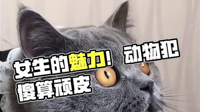 150. 【沙雕动物】还是女生有魅力，动物这些行为算不算“顽皮”？
