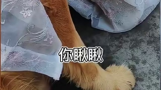 156. 【沙雕动物】想要立足宠物圈，猫咪和狗子没点演技能行吗？