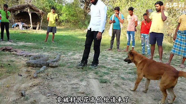 2条食人巨蟒，霸占了印度村民的家，世界最强捕蛇人紧急空降 #蛇 #蟒蛇 #捕蛇