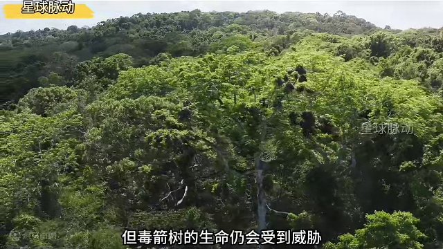 《毒箭树：我狠起来连自己都毒》