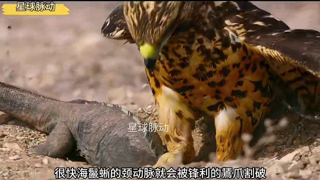 《乌鸦坐飞机》