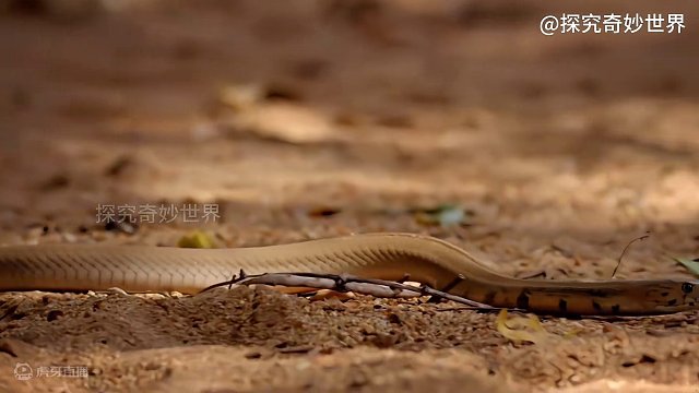 眼镜蛇界最强“喷子”，危险性仅次于曼巴蛇，莫桑比克射毒眼镜蛇，毒液可喷出2-3米