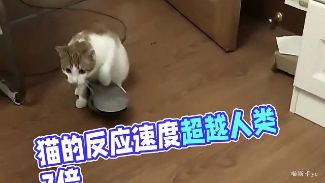 猫：你对我的速度一无所知！ #喵星人 #猫咪#这猫一看就是练家子 #这猫有点子技术在身上 #猫的反应