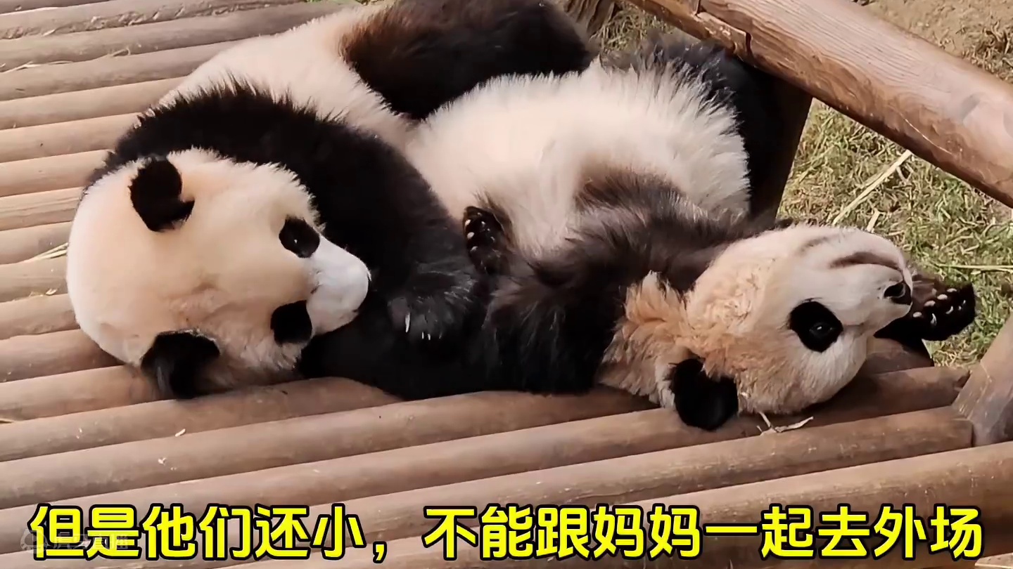 辉宝人里人气的太可爱了，还知道边敲门，边回头看门开没开~