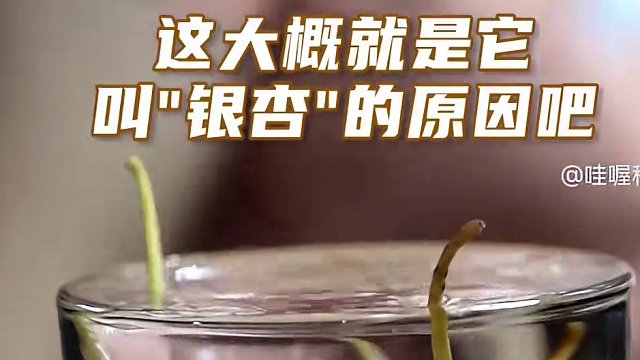 这么多年了，终于知道它为什么叫“银杏”！