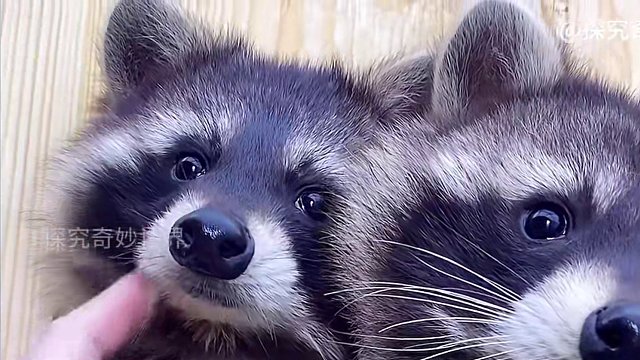 原来吃了真的多年的“小浣熊”干脆面，竟然是小熊猫？！小浣熊？小熊猫？傻傻分不清楚……