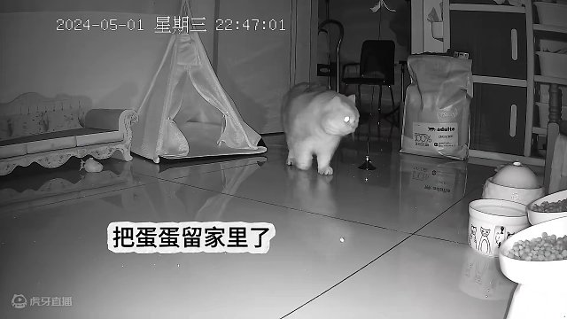 5.1晚上我们出门了，留蛋蛋自己在家 #监控下的一幕 #记录猫咪日常