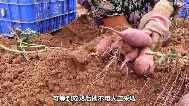 软软糯糯的#水晶紫薯仔 ，打开就是紫薯本身的清香，关键是到手整整30枚！#软糯香甜 #紫薯仔 #制作