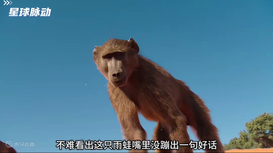 《沙漠雨蛙：你敢打扰我睡觉，敲里马》