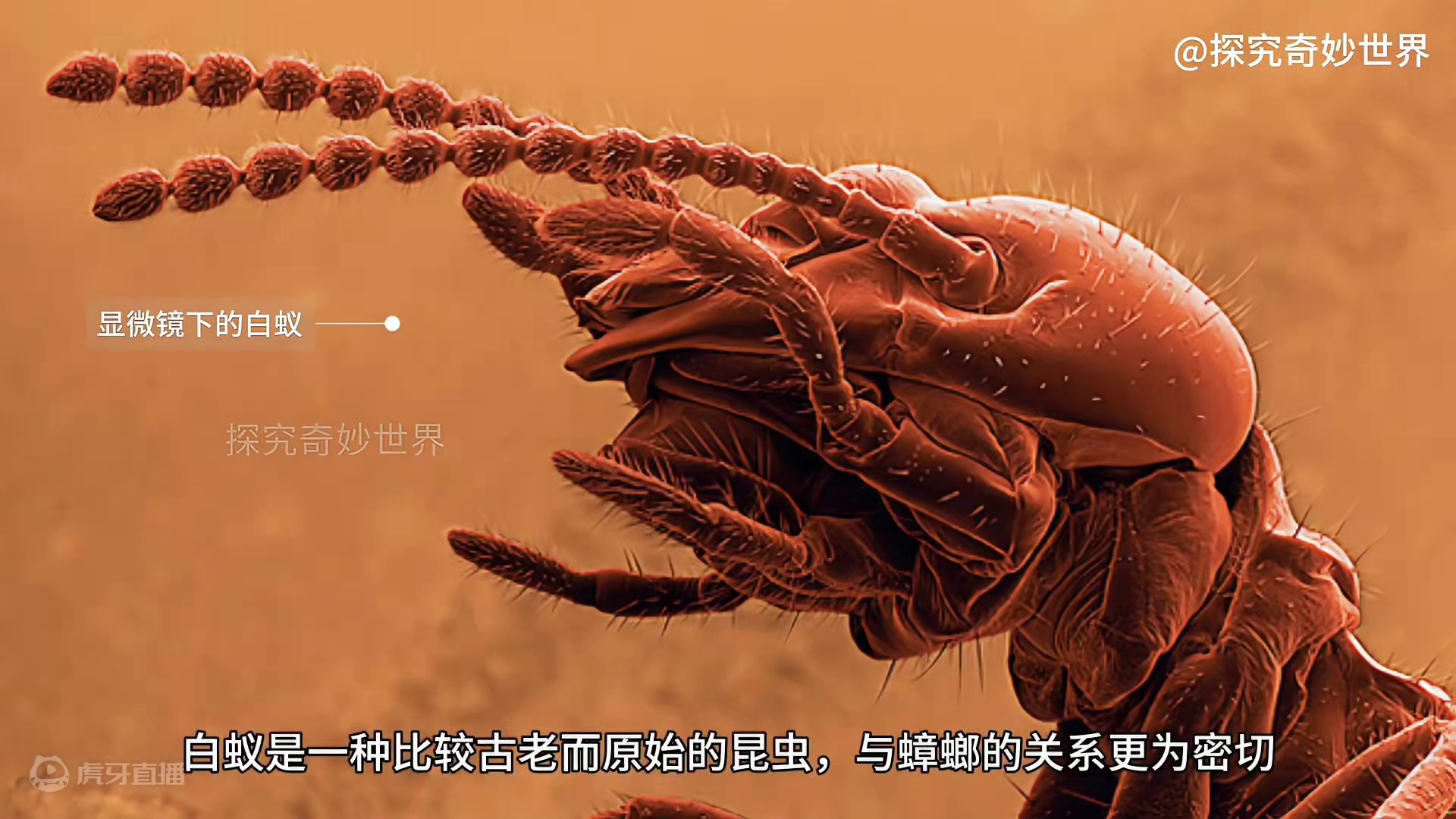 白蚁巢穴惨遭食蚁兽和蚂蚁的双重袭击，兵蚁为救家园奋力反击