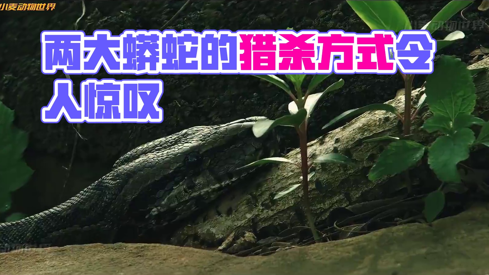 两大蟒蛇的生活