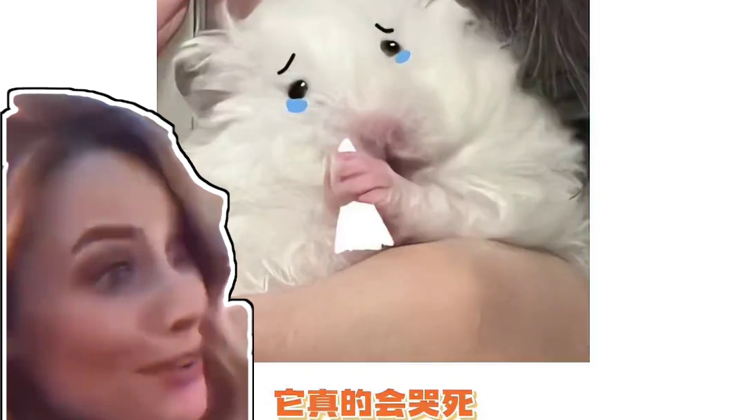 猫猫：不要伤心，我可以养你的！ #猫咪 #暖心